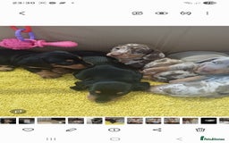 Miniature Dachshund dogs for sale: Mini dax pure bred family pups  - Image 3