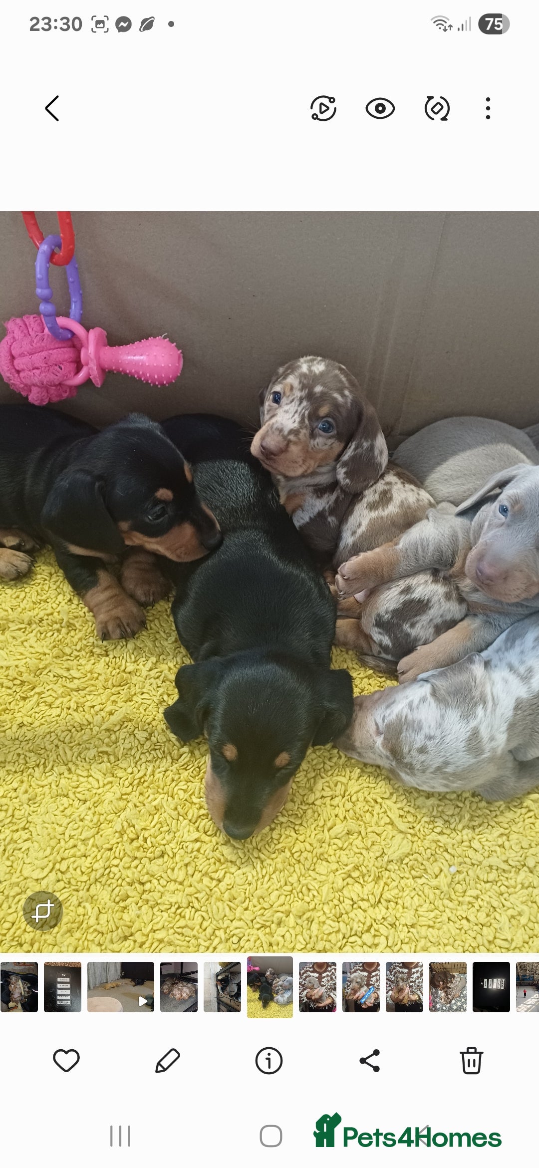 Miniature Dachshund dogs for sale: Mini dax pure bred family pups  - Image 3