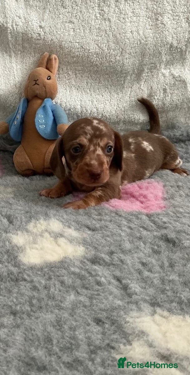 Miniature Dachshund dogs 🤩4 stunning miniature dachshund 🤩 - Advert 2