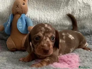 Miniature Dachshund dogs 🤩4 stunning miniature dachshund 🤩 - Advert 2
