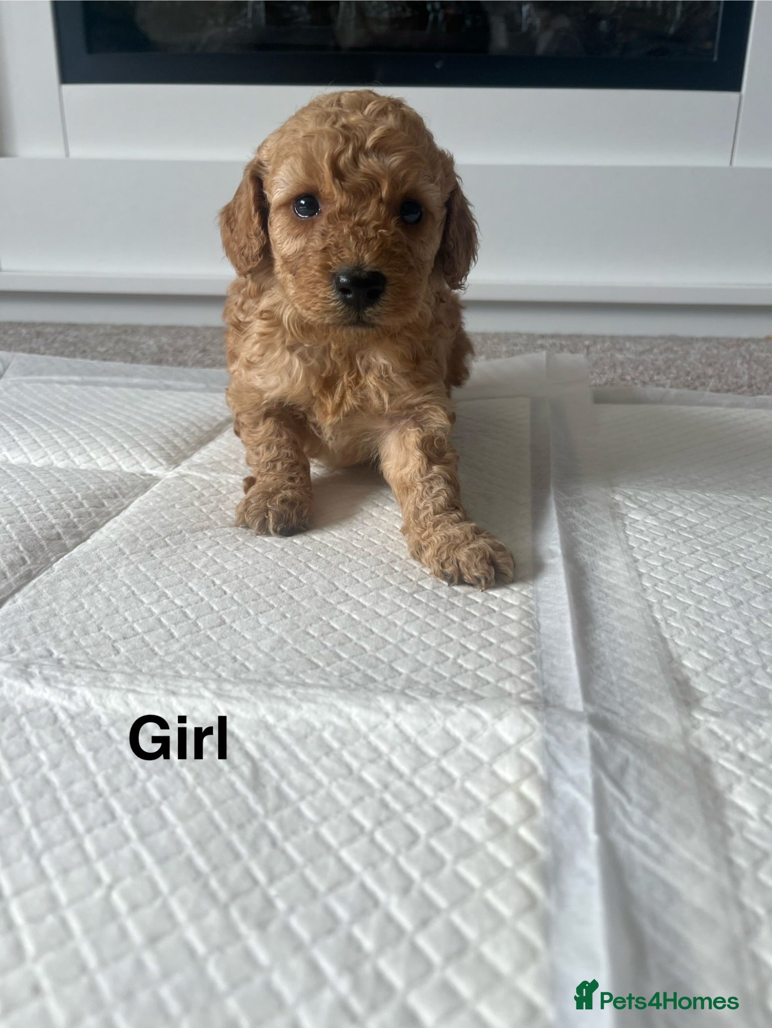 Cockapoo dogs Cockapoo puppies - Advert 1