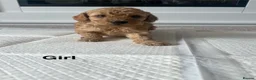 Cockapoo dogs for sale: Cockapoo puppies - Advert 1