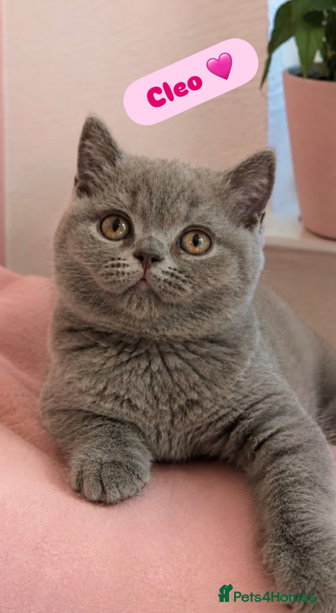 British Shorthair cats GCCF/TICA Registered British Shorthair Kittens - Advert 2