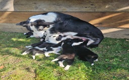 Border Collie dogs for sale: Adorable Border collie pups - Image 24
