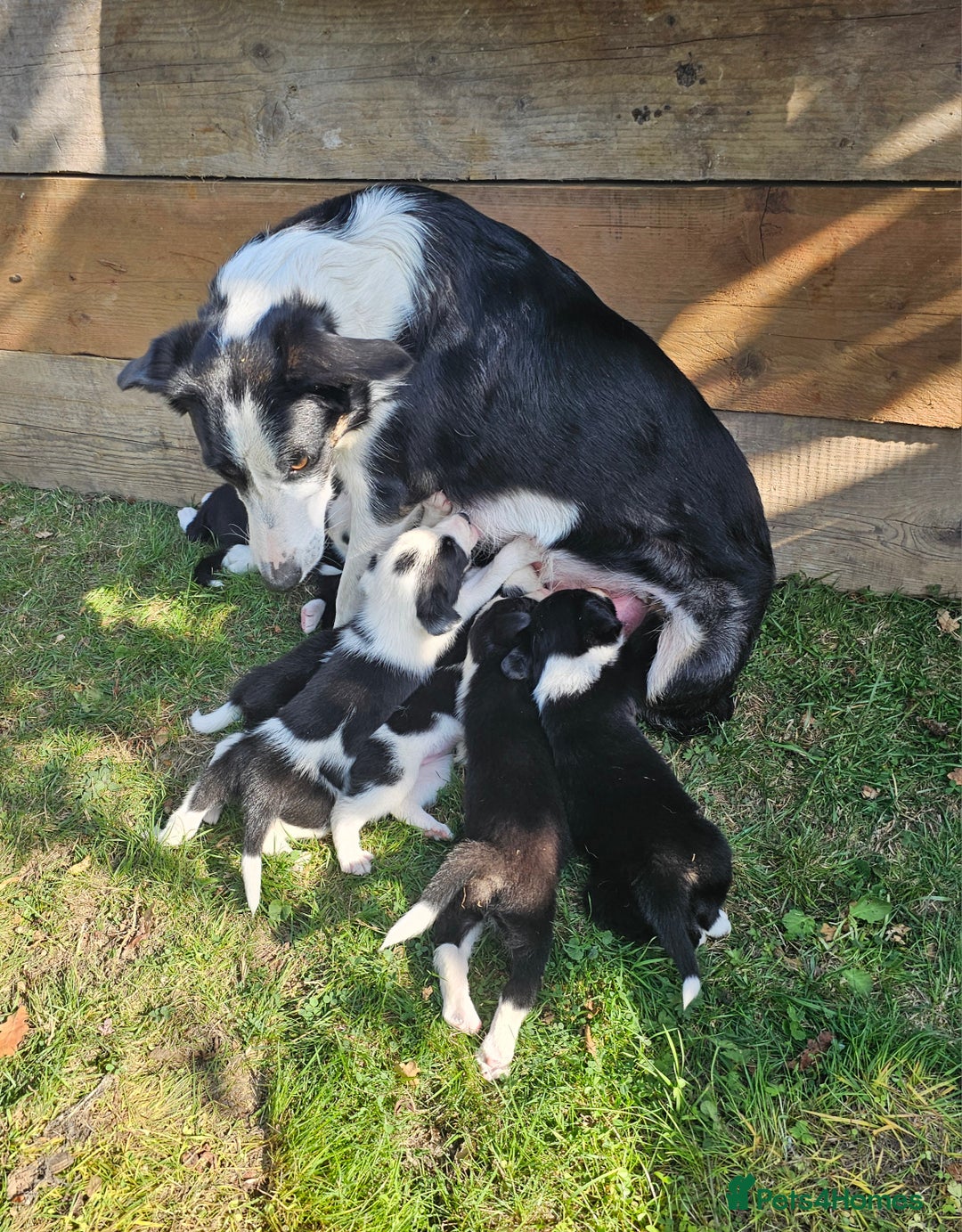 Border Collie dogs for sale: Adorable Border collie pups - Image 24
