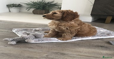 Cockapoo dogs - Advert 10