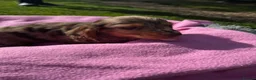 Dachshund dogs for sale: KC reg, champ bloodline Mini long hair Dachshunds  - Advert 16