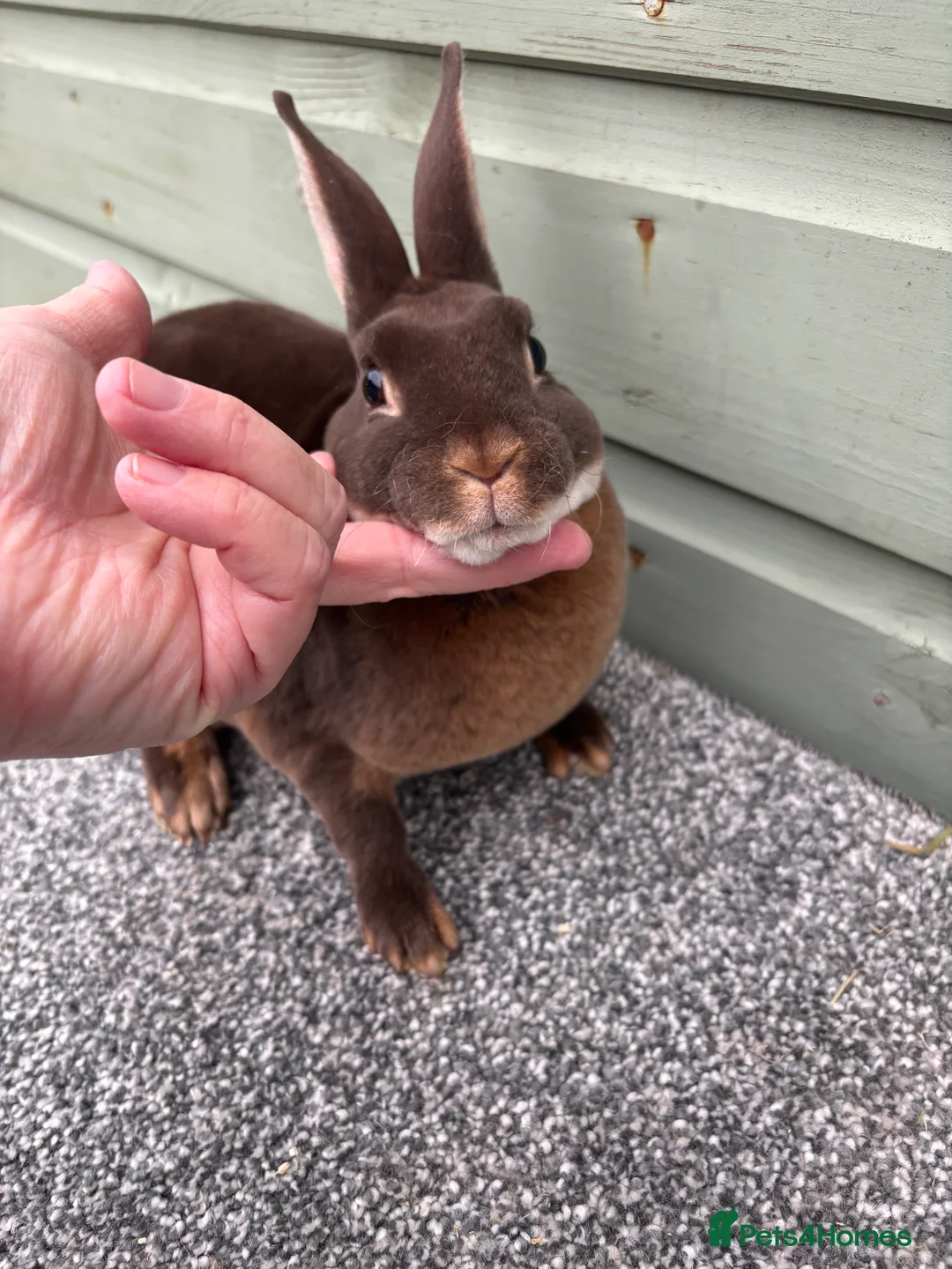 Rex rabbits for sale: Purebred Chocolate Otter Mini Rex bucks - Advert 1