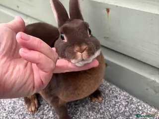 Rex rabbits Purebred Chocolate Otter Mini Rex bucks - Advert 1