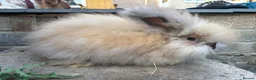 Angora rabbits for sale: English Angoras  - Advert 5