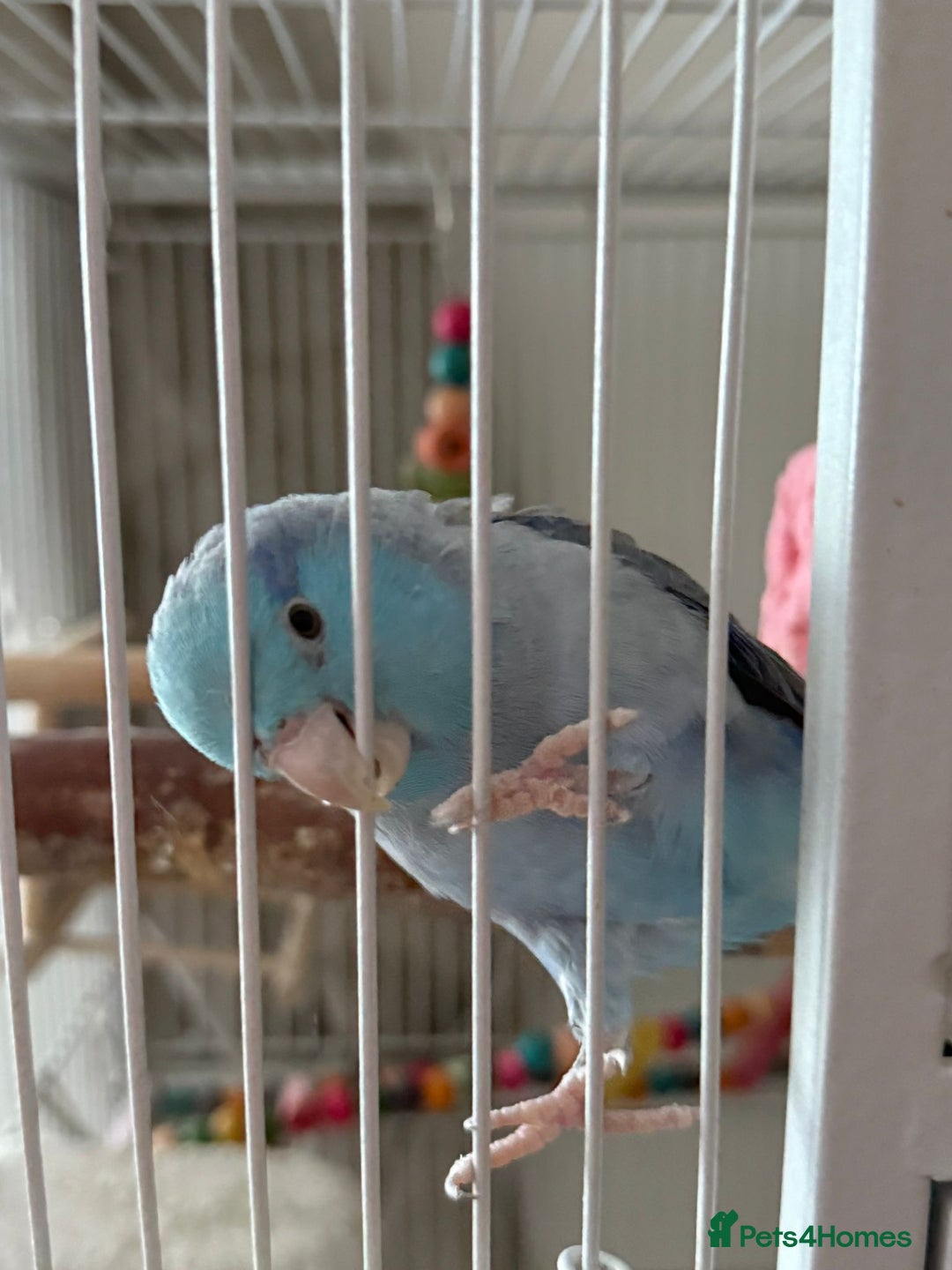 Parrots birds for sale: Parrotlet for sale - Advert 1