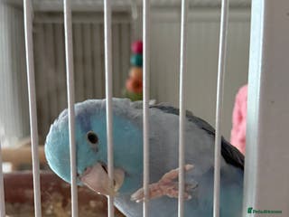 Parrots birds Parrotlet for sale - Advert 20