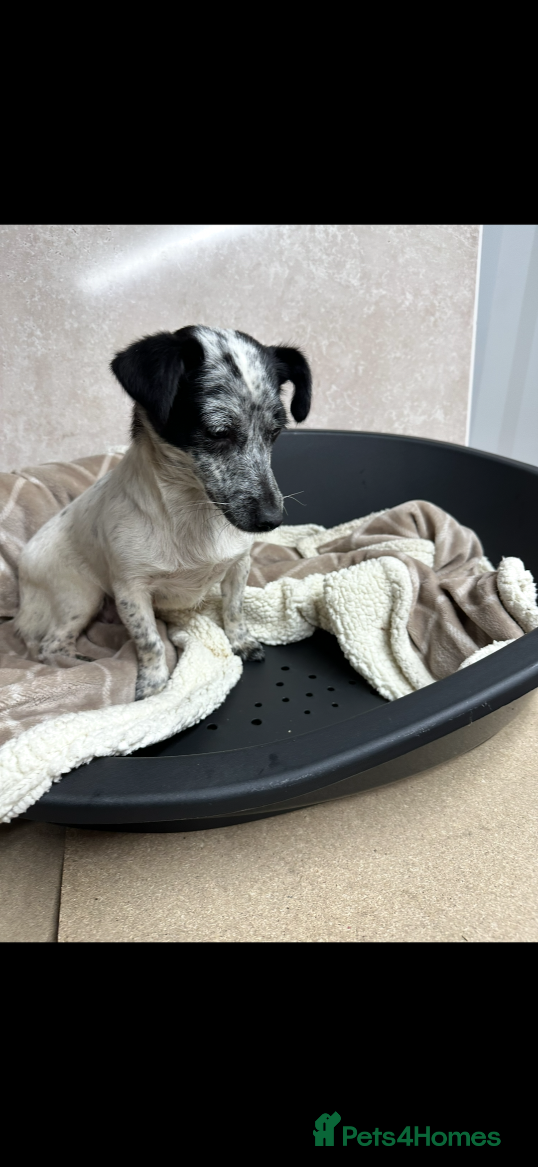 Jack Russell dogs for sale: Miniature jack russel pups - Advert 10