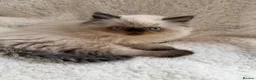 Persian cats for sale: Persian Himalayan Kittens - Advert 15