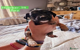 Mixed Breed dogs for sale: BEAUTIFUL LURCHER PUPPIES - Image 15