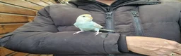 Budgerigars birds for sale: Super silly hand tamed budgies for sale  - Advert 8