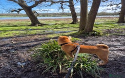 Shar Pei dogs for sale: Beautiful shar pei boy - Image 10
