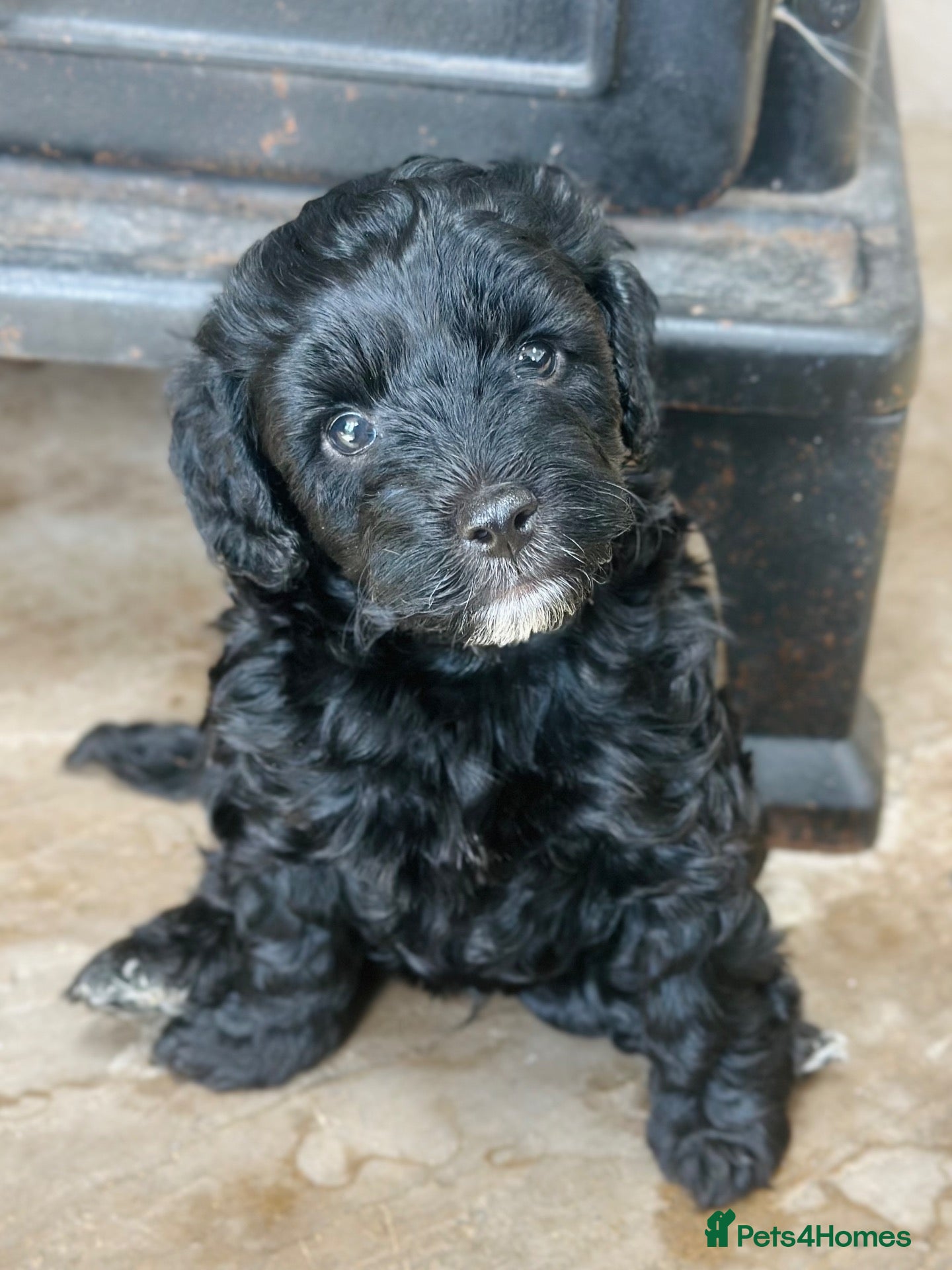 Cavapoo dogs Gorgeous black F1B Cavapoo seeking a forever home! - Advert 13