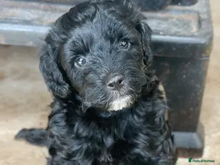Cavapoo dogs Gorgeous black F1B Cavapoo seeking a forever home! - Advert 13