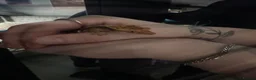 Gecko reptiles for sale: Hi I’m Jerry, jer for short! - Advert 6