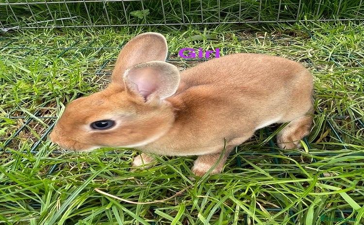 Rex rabbits - Advert 13