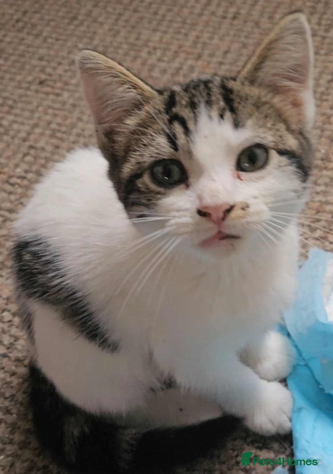 Mixed Breed cats for sale: 2 bengal/maincoone - Advert 2