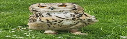 Mixed Breed birds for sale: Bengal eagle owlets available  - Advert 1