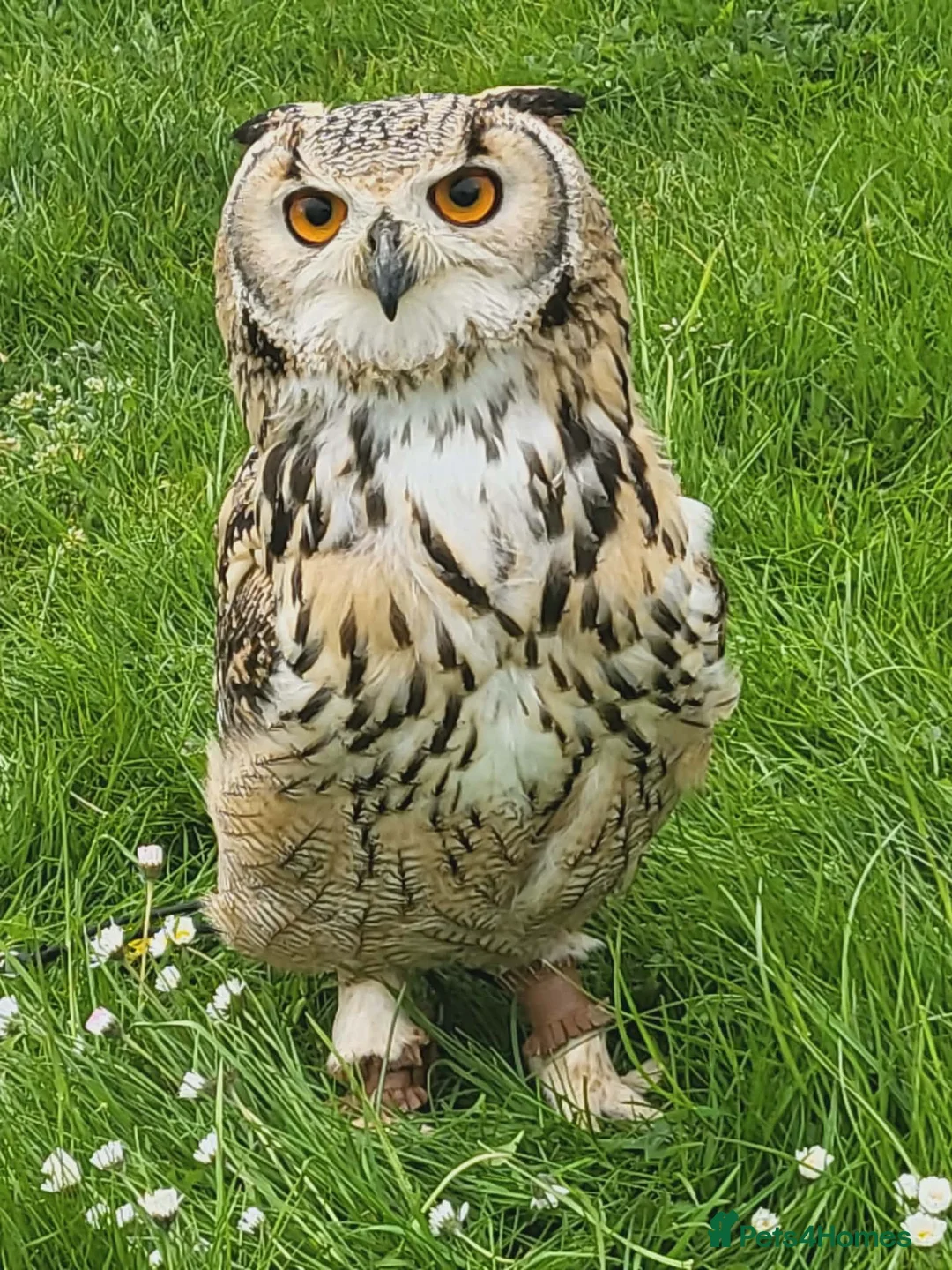 Mixed Breed birds for sale: Bengal eagle owlets available  - Advert 1
