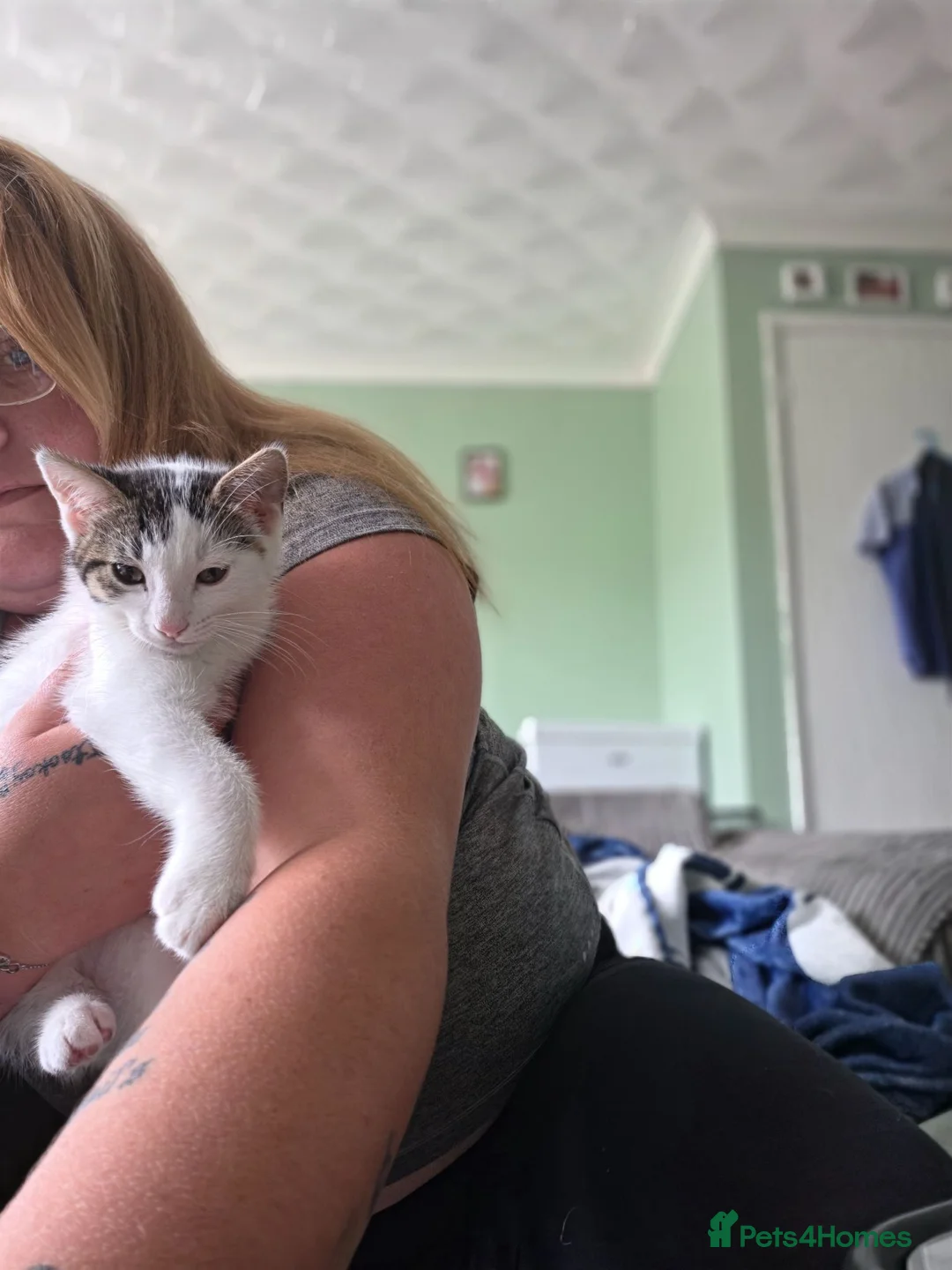 Mixed Breed cats for sale: One male white kitten - Advert 1