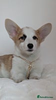 Welsh Corgi Pembroke dogs - Advert 2