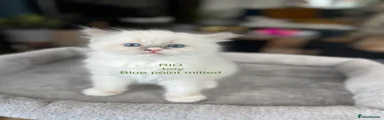 RIO - BOY