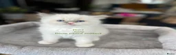 Ragdoll cats for sale: Beautiful Ragdoll Pedigree kittens - Advert 4