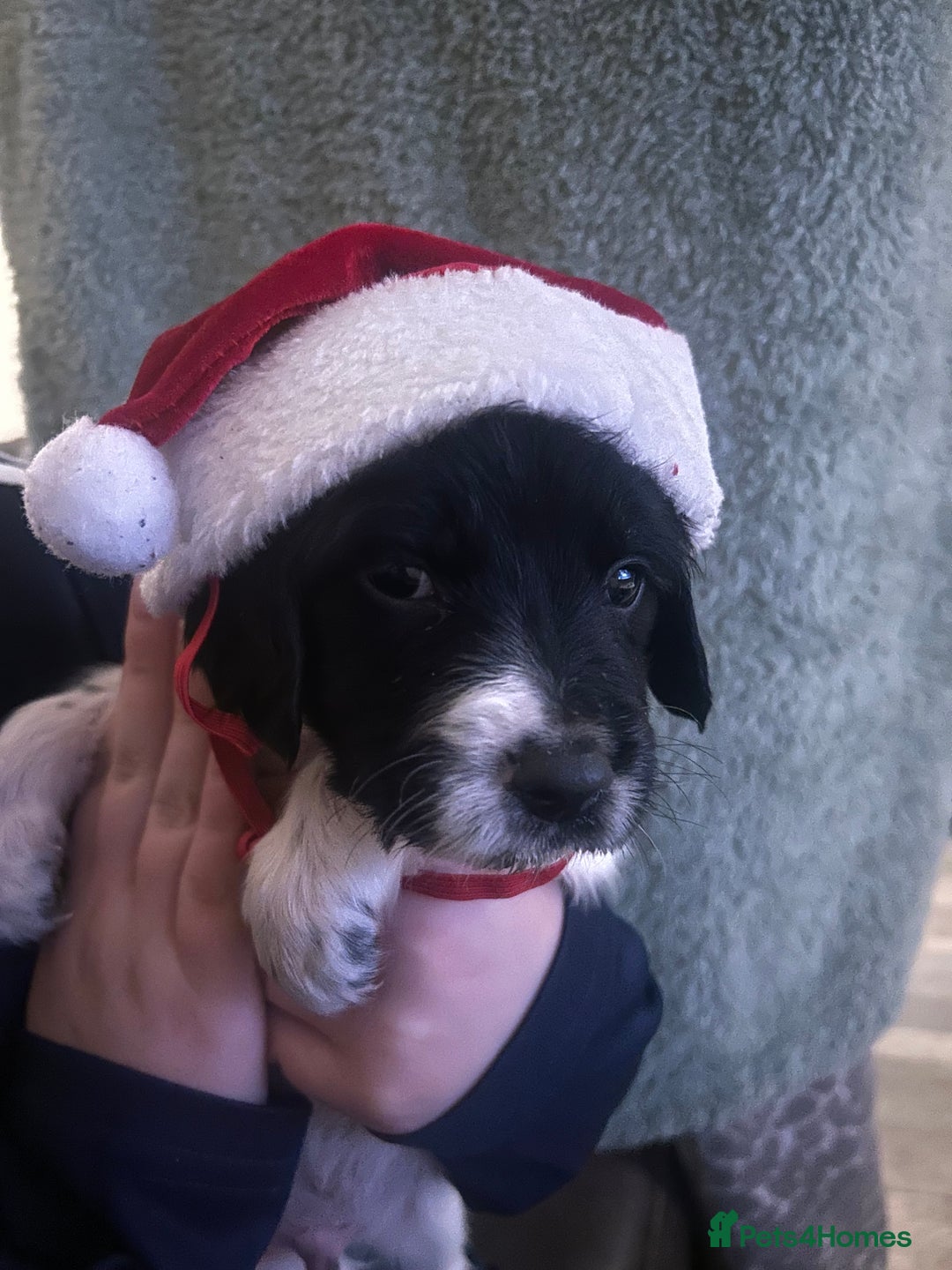 Sprocker dogs for sale: 7 beautiful sprockers for sale  - Advert 1