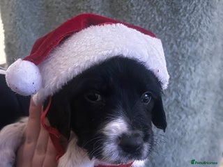 Sprocker dogs 7 beautiful sprockers for sale - Advert 3