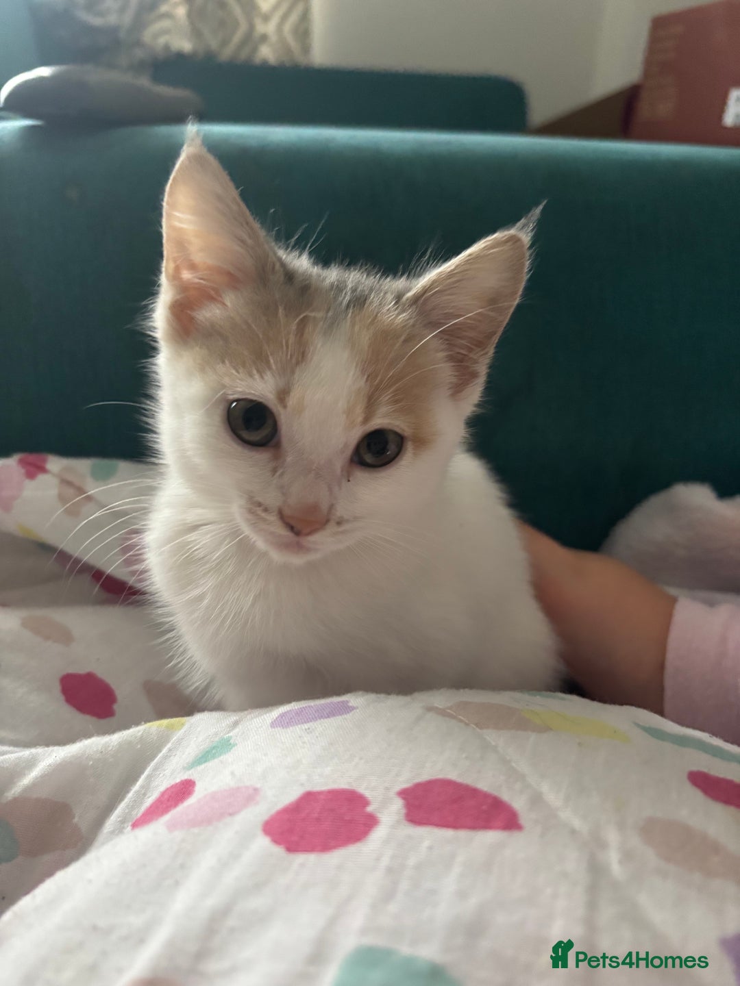 Mixed Breed cats for sale: 5 Adorable Fluffy White Playful Kittens  - Image 4