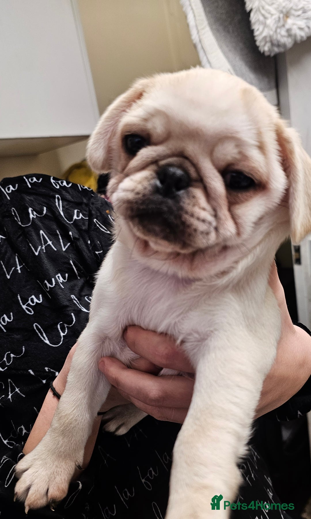 Pug dogs for sale: Gorgeous creamgirl and whiteboy pug ready toleave  - Advert 4