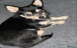 Mixed Breed dogs for sale: 2 chihuahua x jack Russell  - Image 1