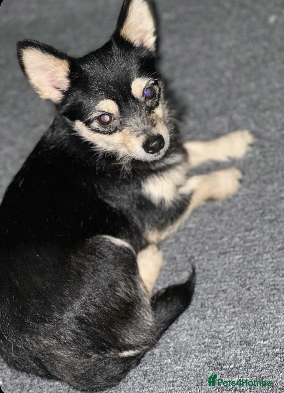 Mixed Breed dogs for sale: 2 chihuahua x jack Russell  - Image 1