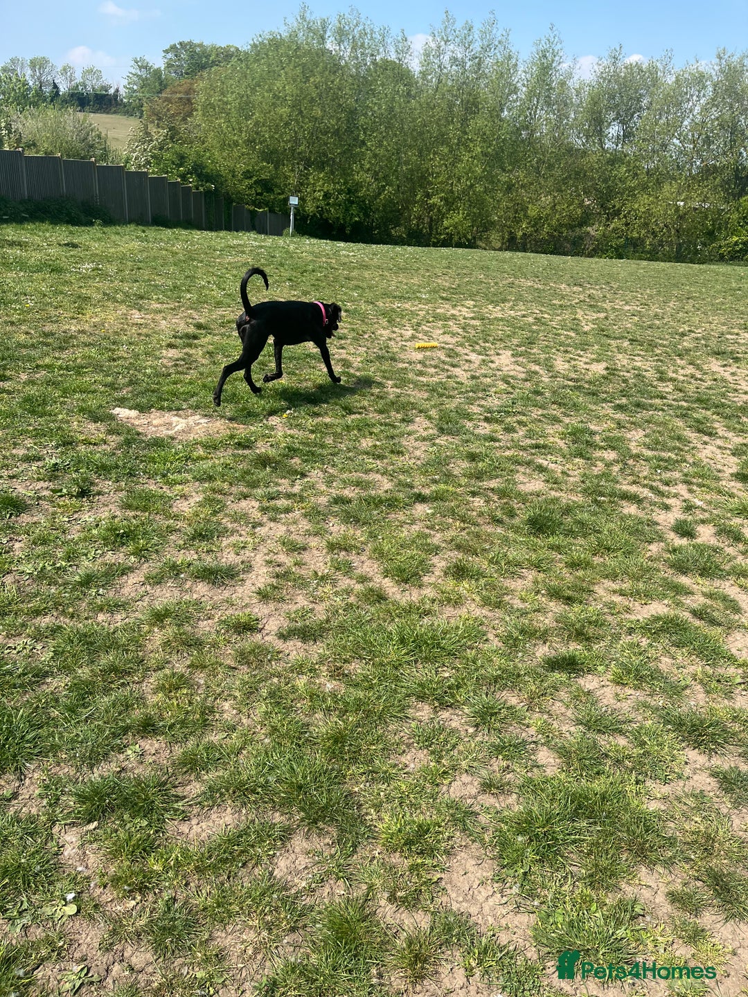 Mixed Breed dogs for sale: Gorgeous greyhound cross weimaraner - Advert 4