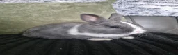 Netherland Dwarf rabbits for sale: Netherland dwarf babies for sale in Normanton - Advert 3