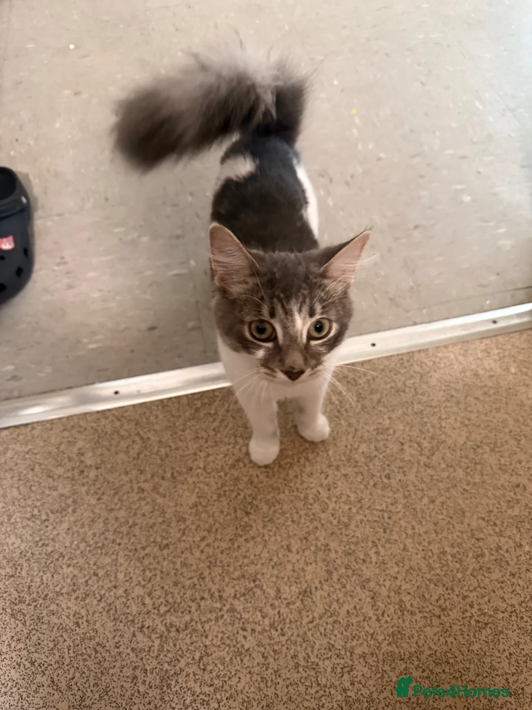 Mixed Breed cats for sale: Lovely kitten for sale  - Advert 2