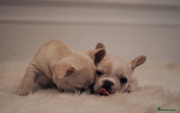 French Bulldog dogs for sale: 2 Male and 2 Female French Bulldogs - Image 14