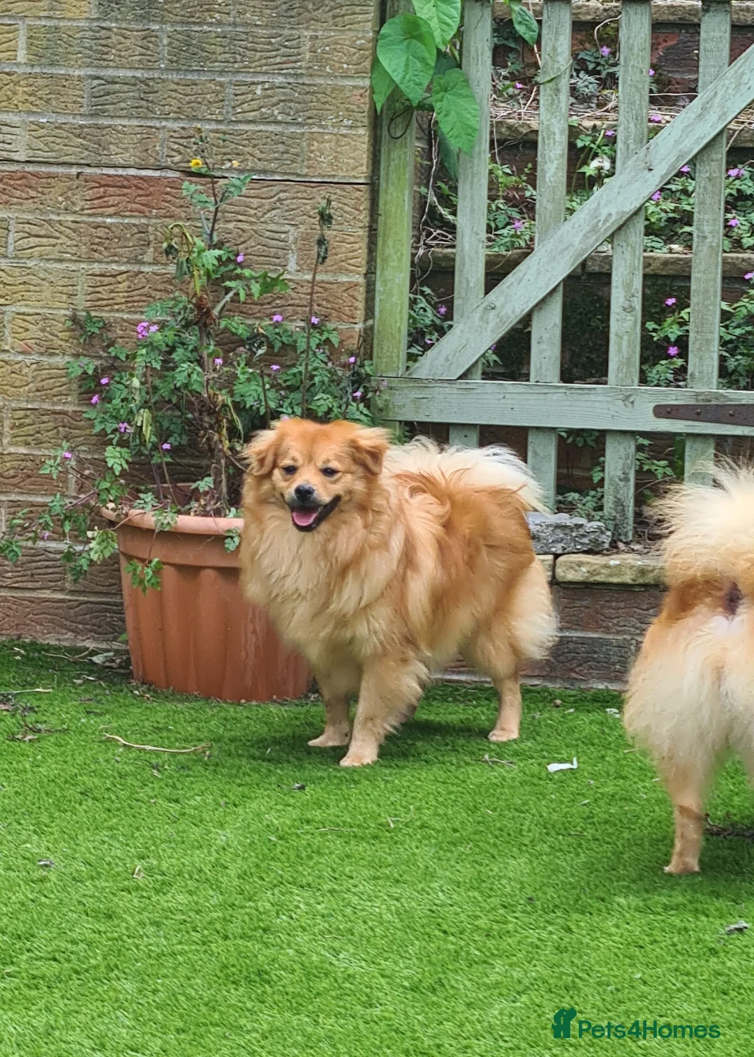 Pomeranian dogs for sale: Mathew  - Advert 2