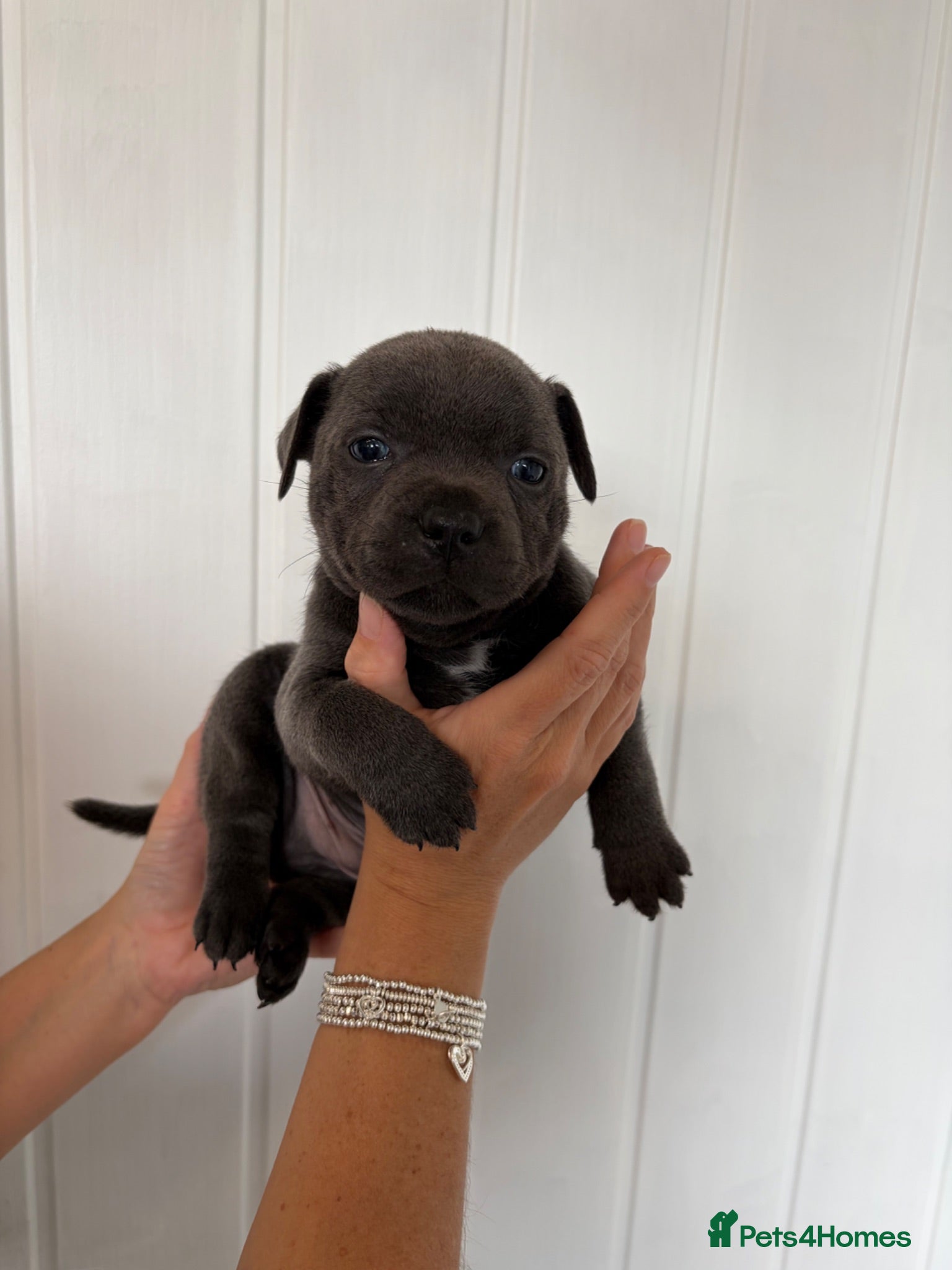 Staffordshire Bull Terrier dogs 💙ONE STUNNING BOY LEFT Blue KCreg  💙 - Advert 12