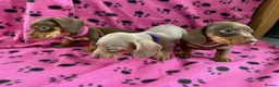Miniature Dachshund dogs for sale: BEAUTIFUL MINIATURE DACHSHUND PUPPIES FOR SALE in Manchester - Advert 3