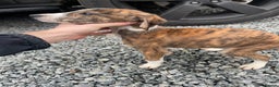 Mixed Breed dogs for sale: Pure saluki-greyhound puppies  - Advert 13
