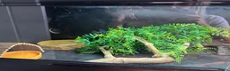 Bearded Dragon reptiles for sale: Bearded Dragon + full setup up in Leeds - Advert 3