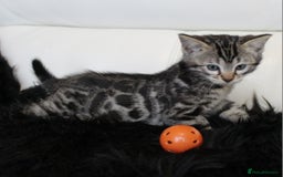 Bengal cats for sale: Gorgeous Bengal kittens - Image 18