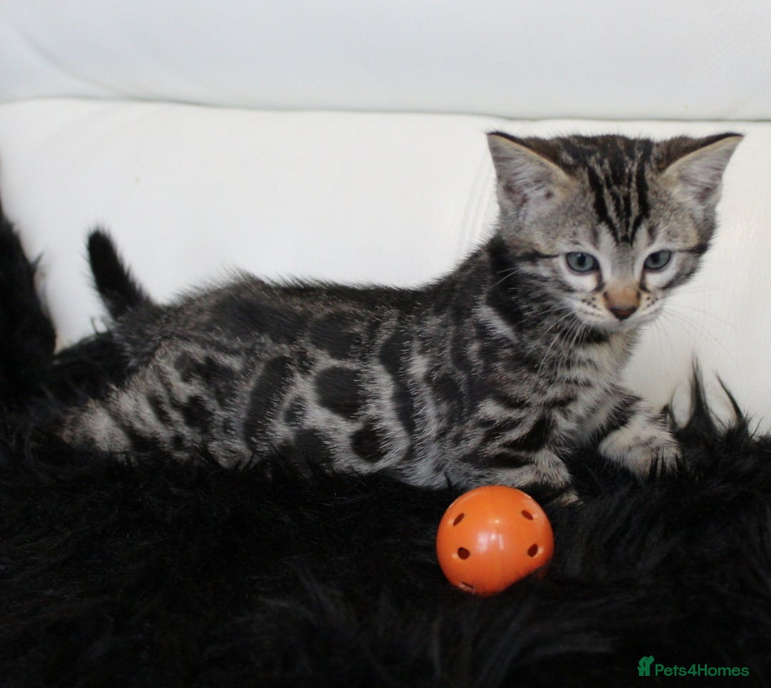 Bengal cats for sale: Gorgeous Bengal kittens - Image 18