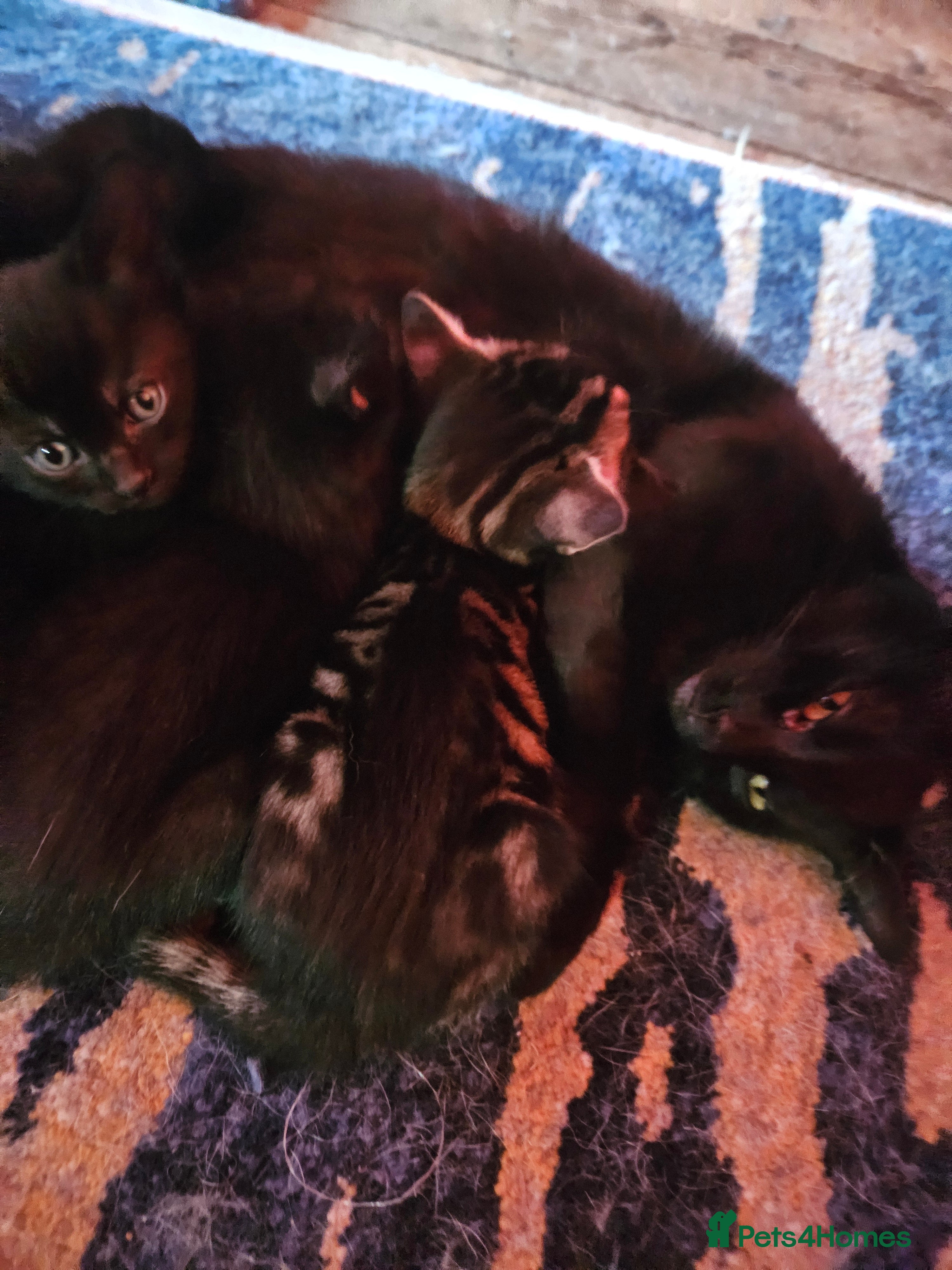 Mixed Breed cats russian blue / black x  kittens - Advert 4